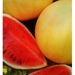 nasiona owoców Arbuz, kawon - mix odmian